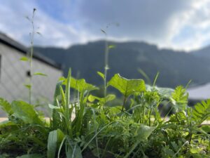 permakultur Eichenweg 33 Kitzbühel